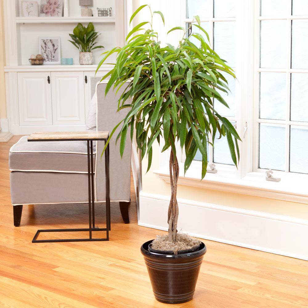 Brighter Blooms 3 Gal. Braided Alii Ficus Plant in Black Pot FIC-BRA-34-3