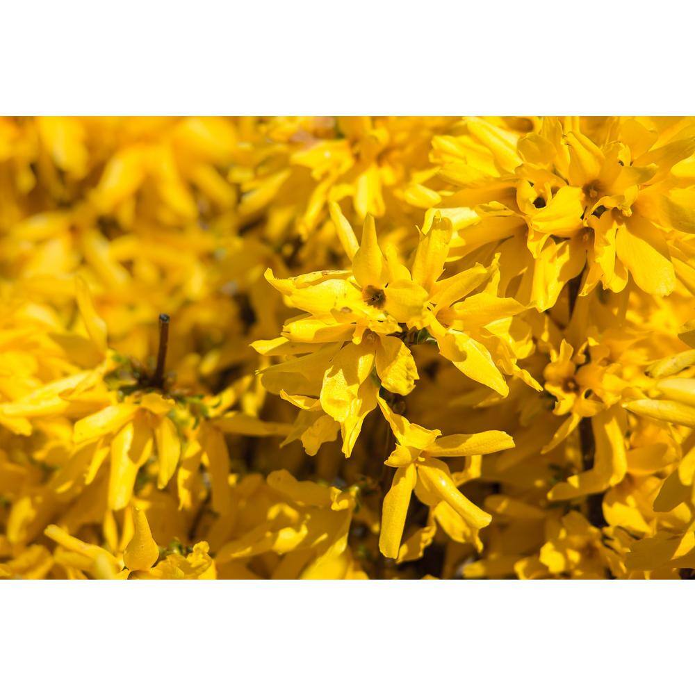 Online Orchards 1 Gal. Lynnwood Gold Forsythia Shrub With Early Electric-Yellow Spring Flowers SBFO001