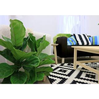 Costa Farms Ficus Lyrata Fiddle Leaf Bush Indoor Floor Plant in 9.25 in. White Cylinder Pot and Stand Avg. Shipping Height 3-4 ft. CO.FL10.3.CYL