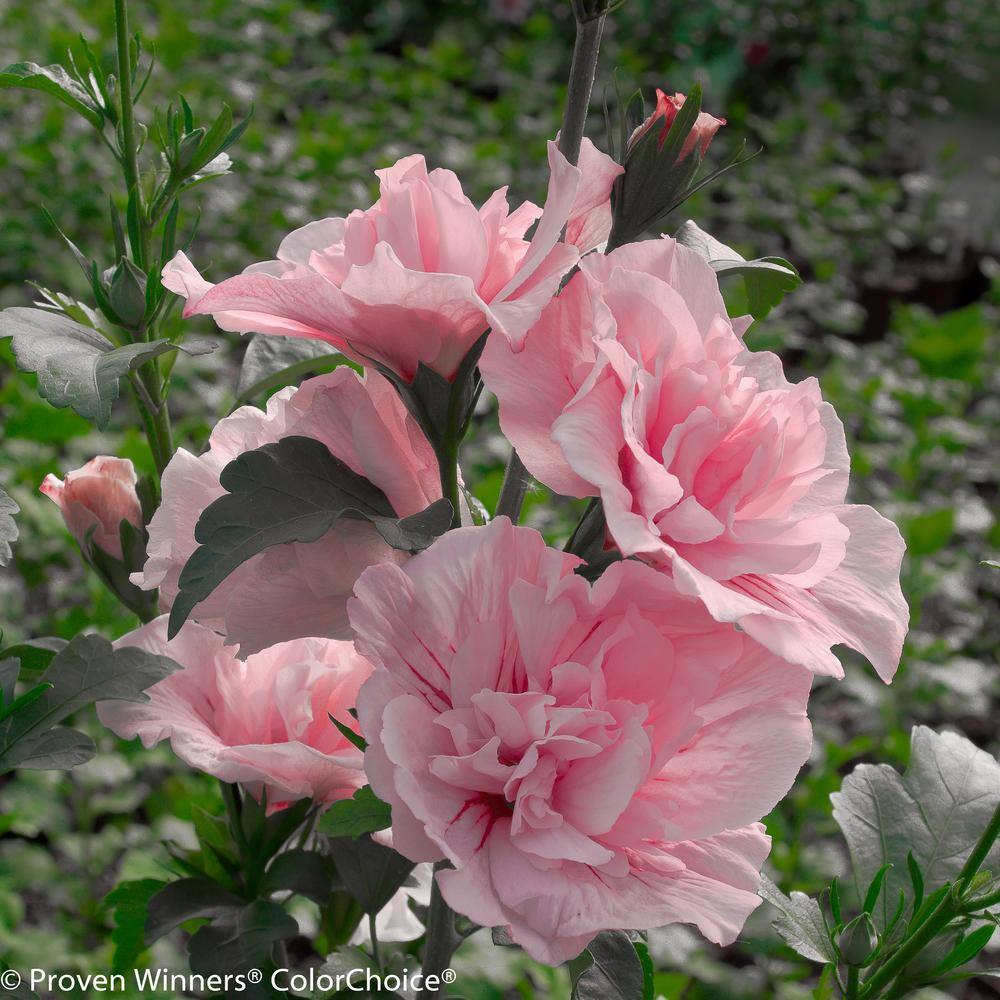 PROVEN WINNERS 4.5 in. Qt. Pink Chiffon Rose of Sharon (Hibiscus) Live Shrub Light Pink Flowers HIBPRC2137800