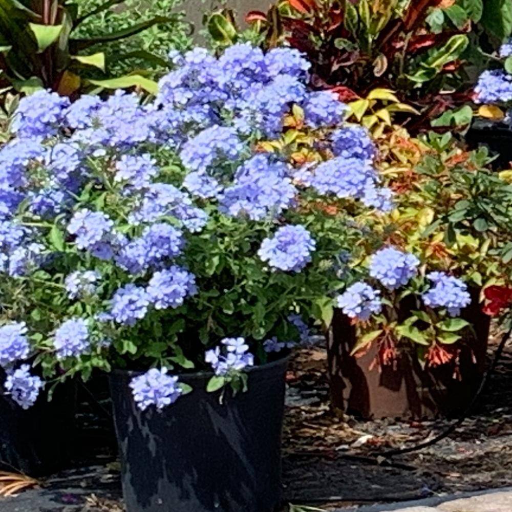 OnlinePlantCenter 3 Gal. Plumbago Imperial Blue Flowering Shrub with Blue Flowers PIB157G3