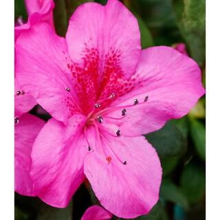 BELL NURSERY 1 Gal. Renee Michelle Azalea Live Evergreen Shrub Deep Pink Ruffled Flowers (3-Pack) AZLEA1RME3PK
