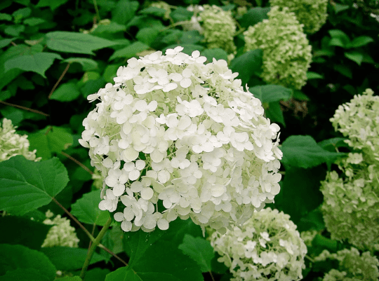 Hydrangea Arborescens Annabelle - 2.5 Inch Starter Plant