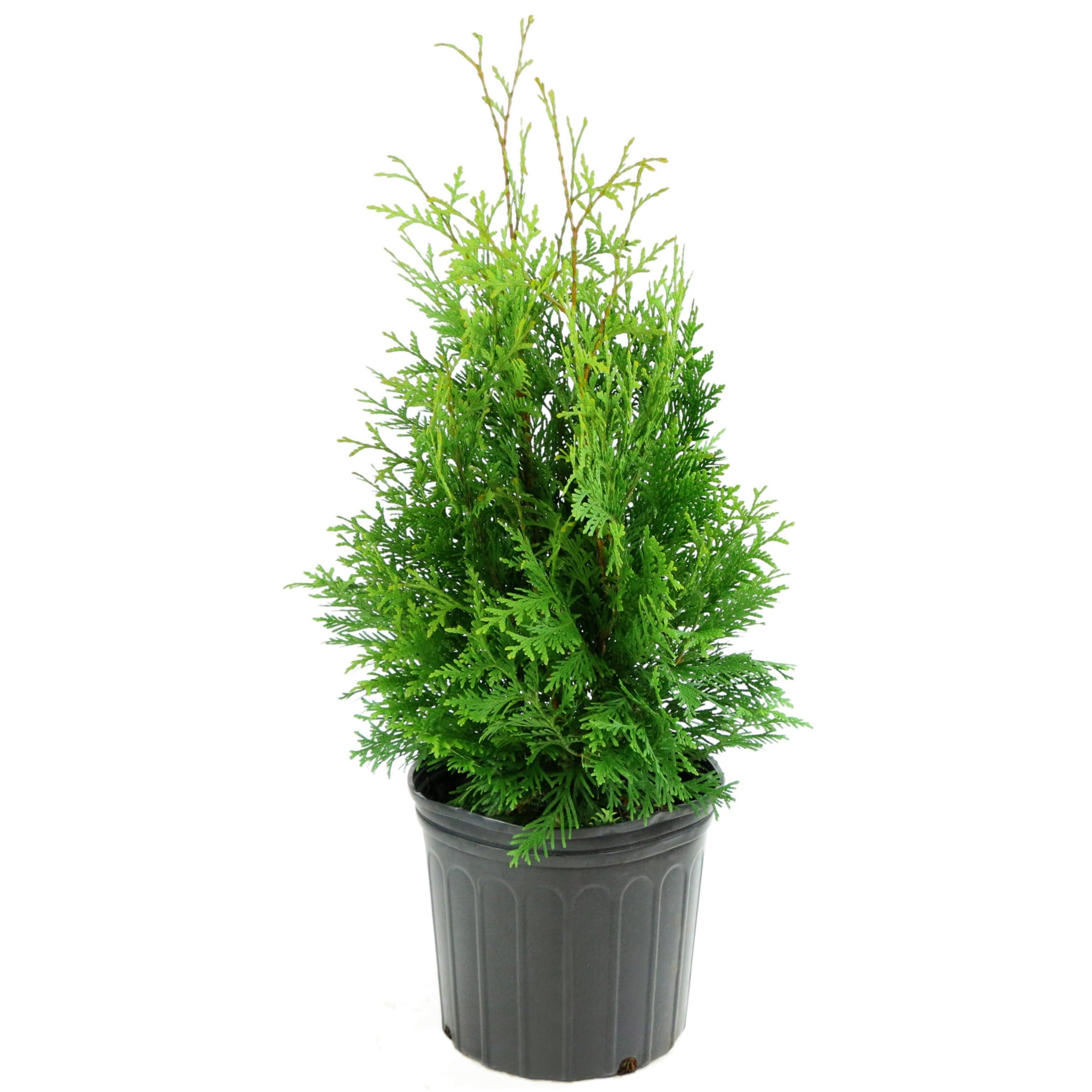 Plant with Purpose 8 In Arborvitae Emerald Green - 1 Piece