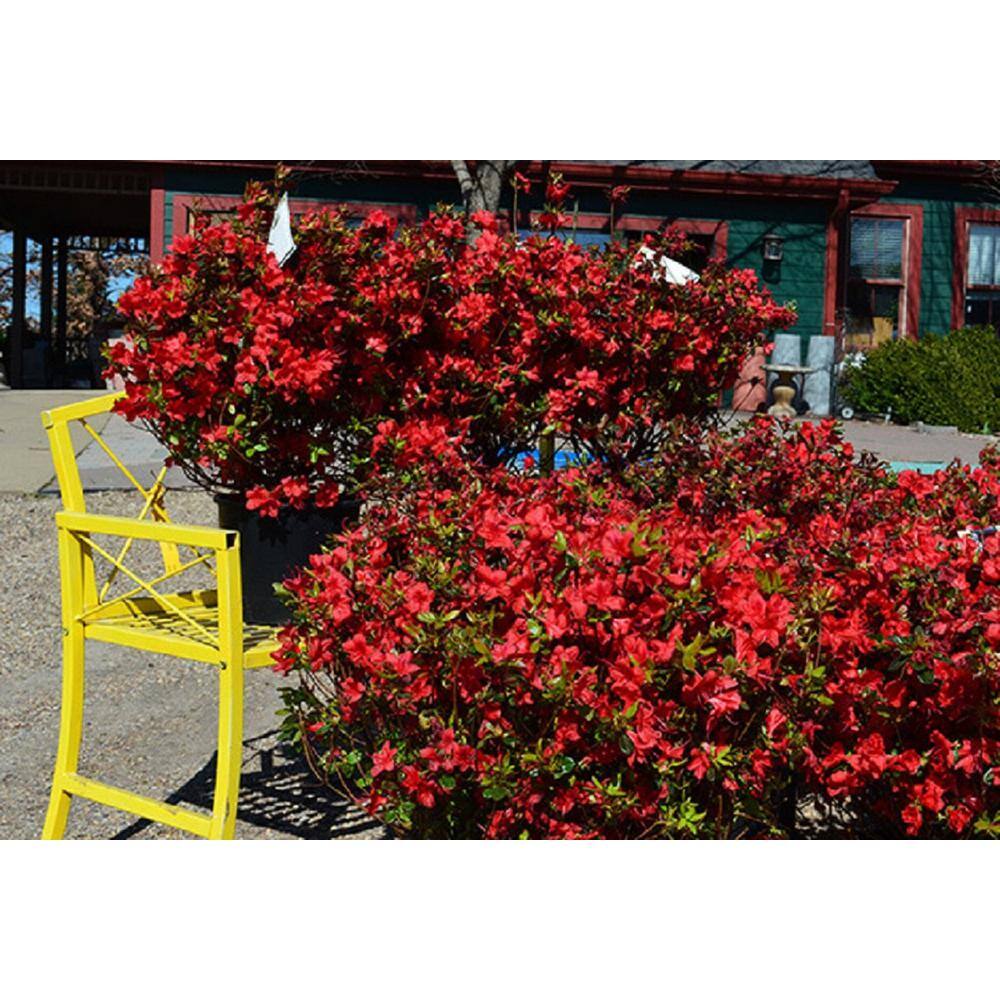 BELL NURSERY 1 Gal. Stewartstonian Azalea Live Flowering Evergreen Shrub Orange-Red Flowers AZLEA1STE1PK