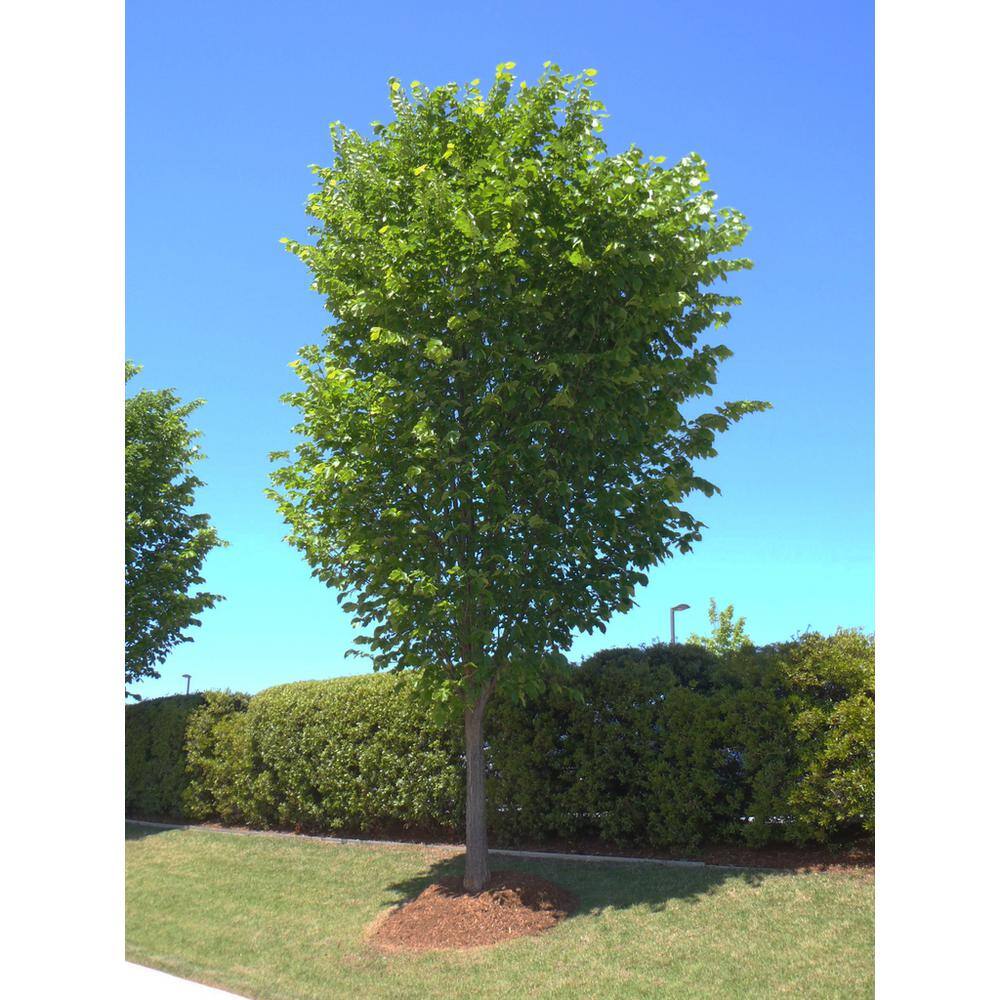 Online Orchards 3 ft. American Elm Tree with Graceful Weeping Branches and Gold Fall Foliage SHEM001
