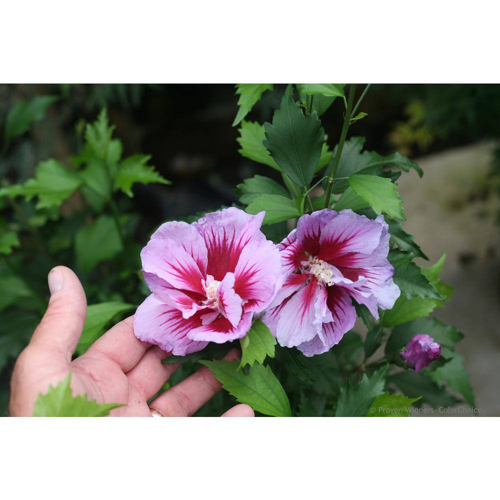 PROVEN WINNERS 4.5 in. Qt. Purple Pillar Rose of Sharon (Hibiscus) Live Shrub Purple Flowers HIBPRC2407800