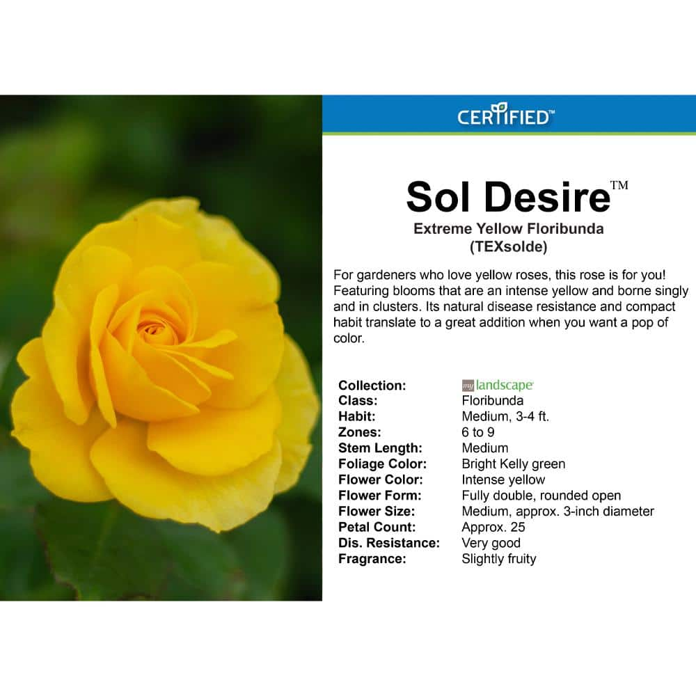 MY LANDSCAPE 2 Gal. Sol Desire Rose with Yellow Flowers 17535