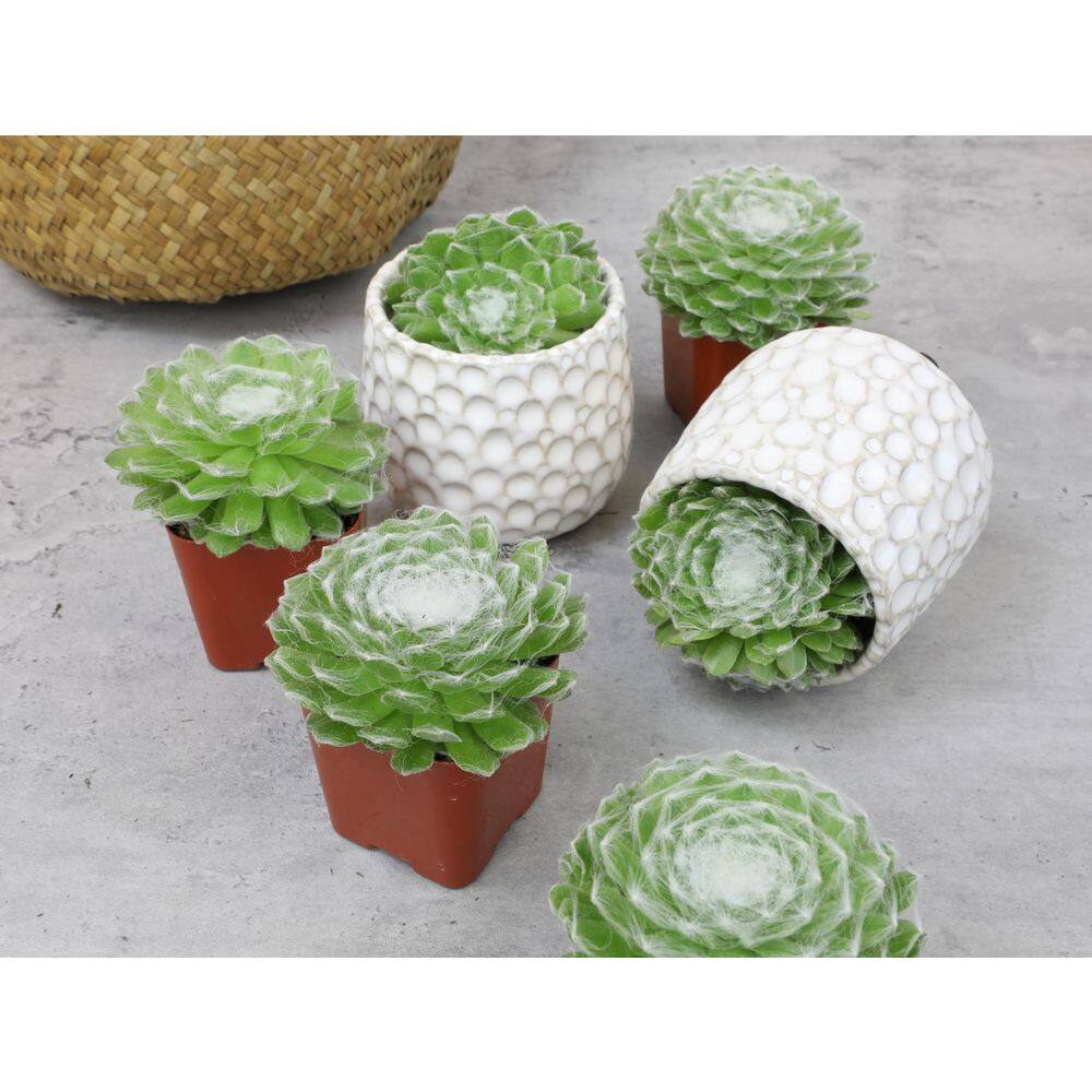 SMART PLANET 6PK 2quot SQ SEMPERVIVUM COB BUTTONS 0872758