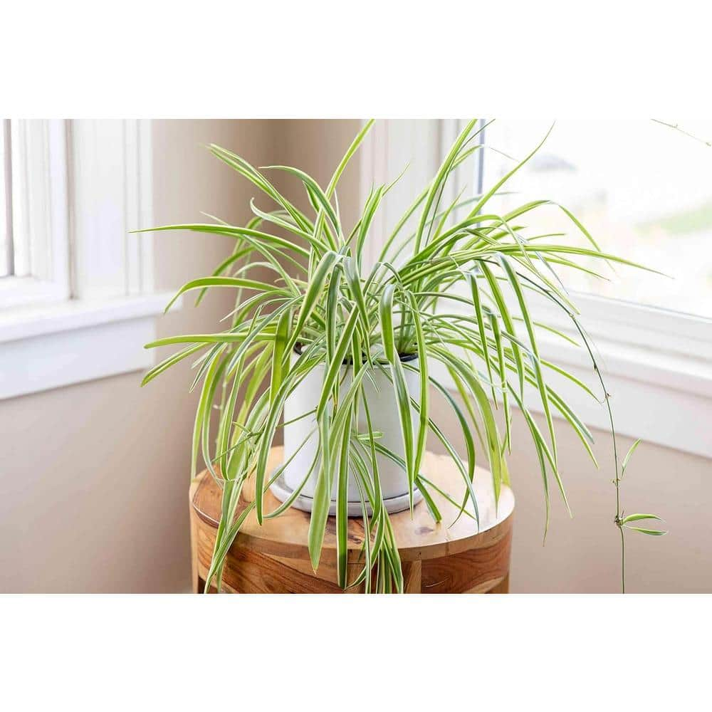 Wekiva Foliage 2 in. Enchanting Spider Plant - 3 Live Plants - Chlorophytum Comosum - Nature's Green Symphony for Your Home in Pots EnchantingSpiderPlant2x3