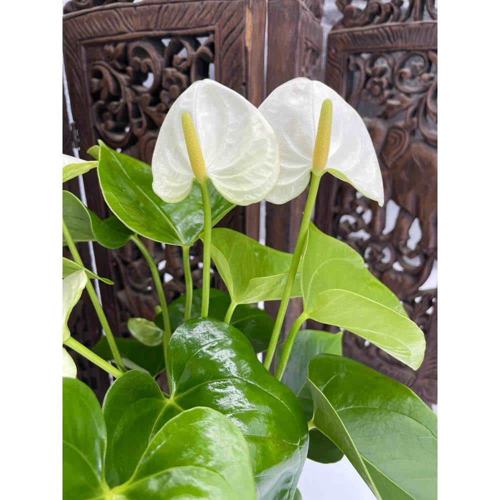 EVERBLOOM GROWERS INC. 5 in. Anthurium Assorted Plant 5ANTASS