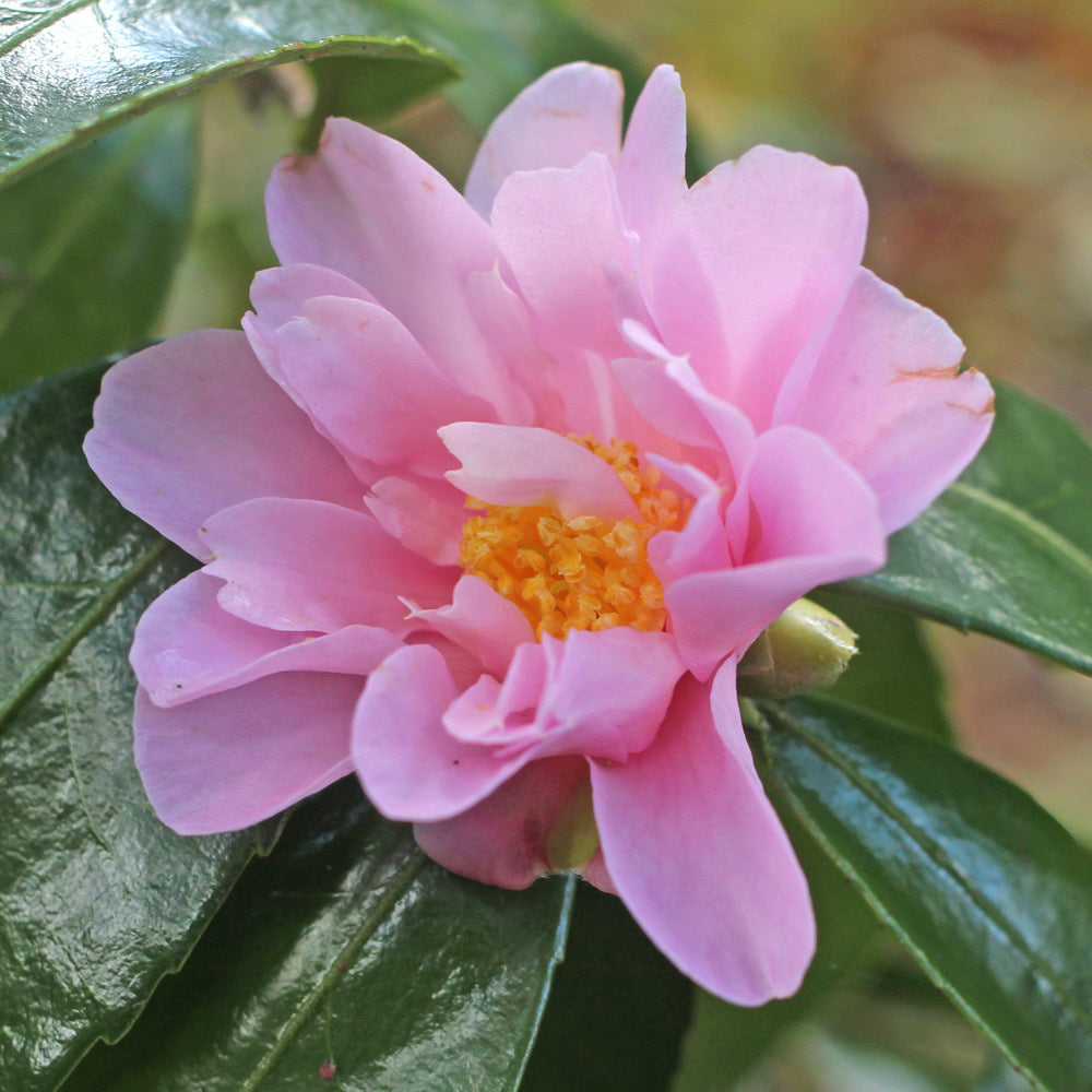 Winters Charm Camellia