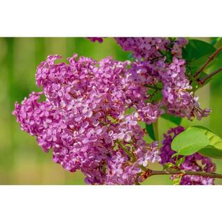 Online Orchards 18 in. - 36 in. Tall Bare-Root Royal Purple Lilac Shrub FLLI001