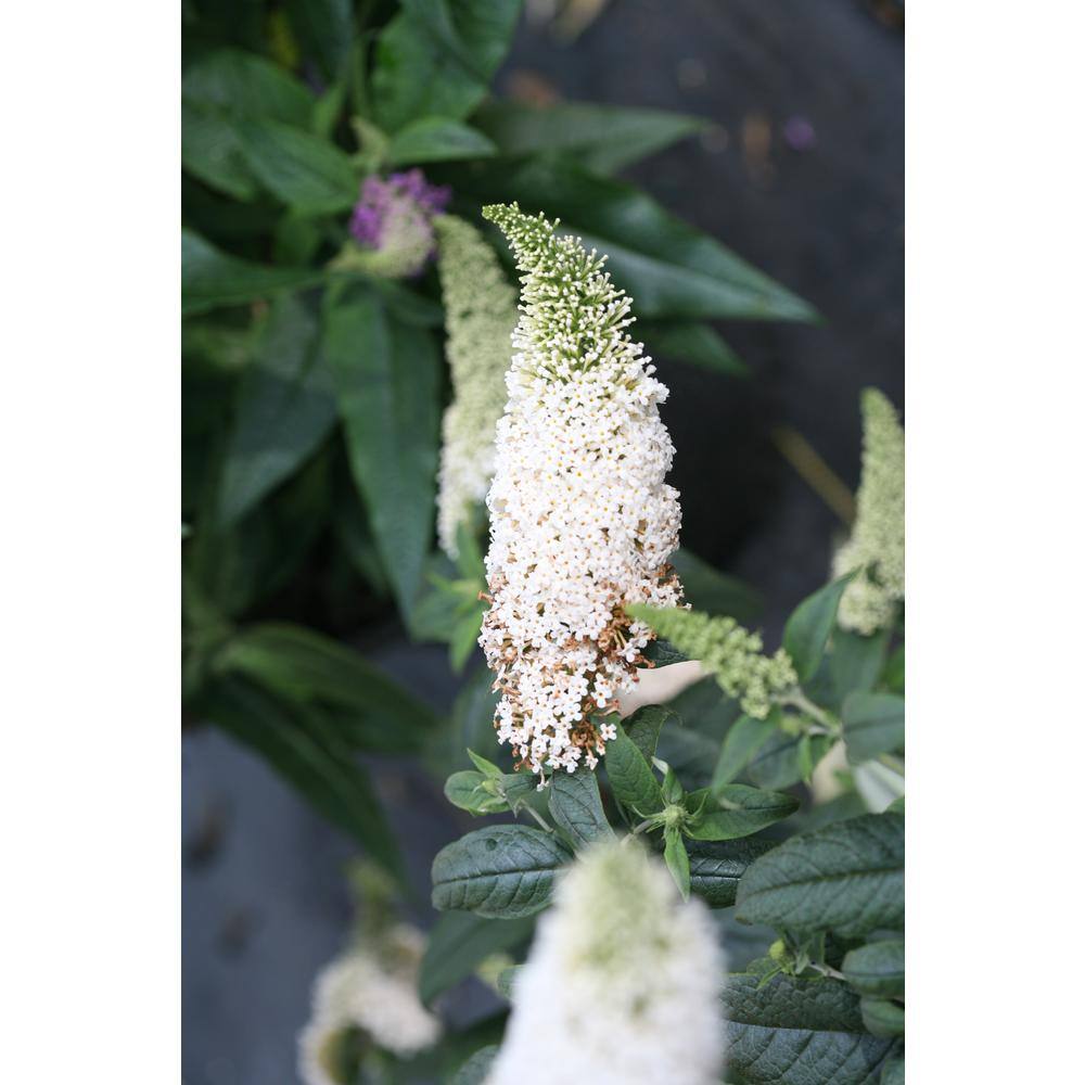 PROVEN WINNERS 1 Gal. Pugster White Butterfly Bush (Buddleia) Live Shrub White Flowers BUDPRC1436101