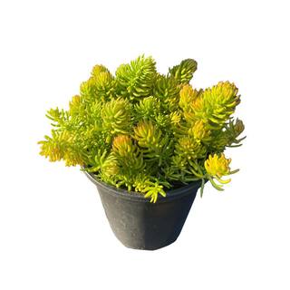 Zeus  Ruta Gold Sedum Plants Pet-Safe Spreading in Pots (1-Pack) W1009-GS1