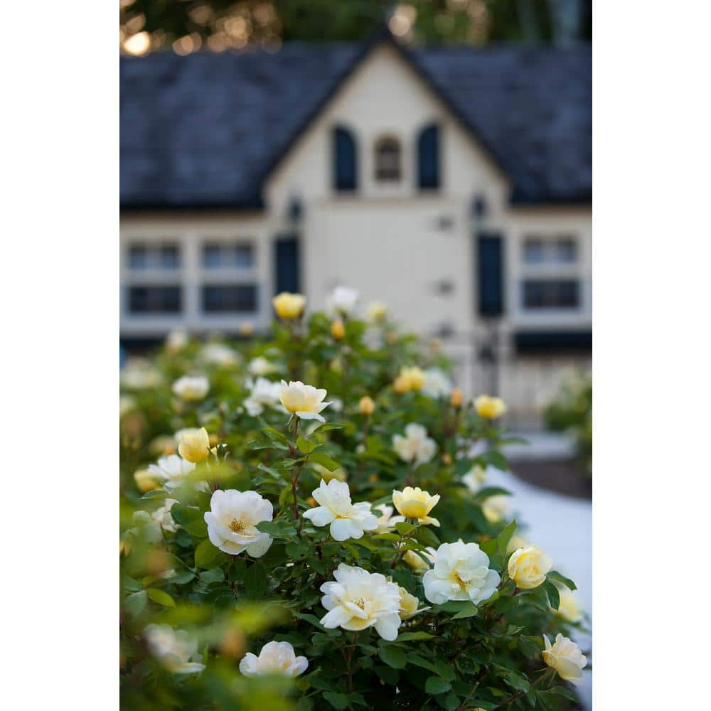 KNOCK OUT 3 Gal. Sunny Knock Out Rose Bush with Yellow Flowers 11892