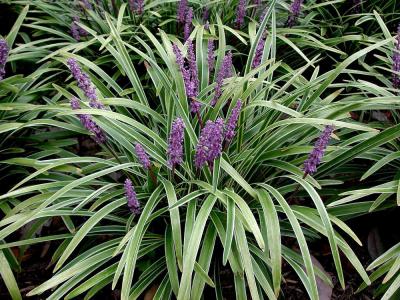 Classy Groundcovers - Collection #1 of Variegated Plants for Shade that Deer Avoid: 25 Variegated Lilyturf， 25 Sedge 'Ice Dance'， 25 Bugleweed 'Burgundy Glow'