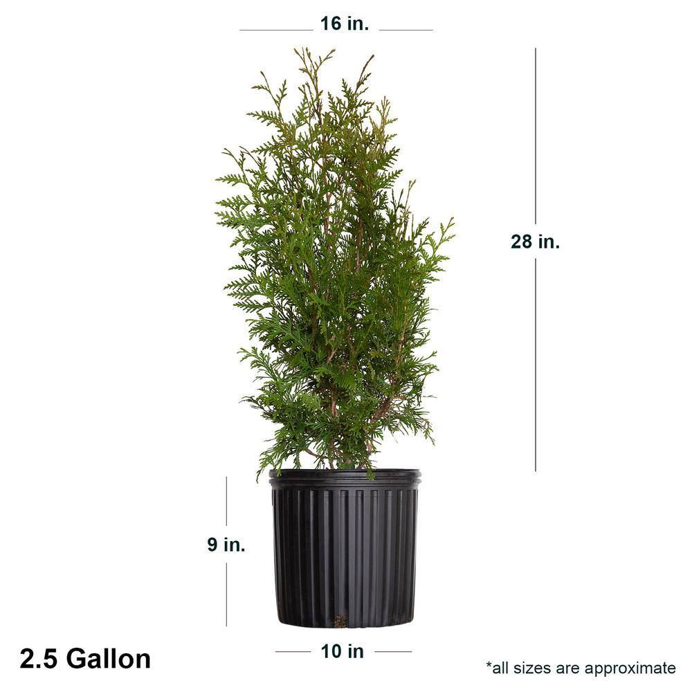 FLOWERWOOD 2.5 Gal - Green Giant Arborvitae (Thuja) TreeShrub with Fast-Growing Evergreen Foliage 30 Plus in. Tall 55243FL