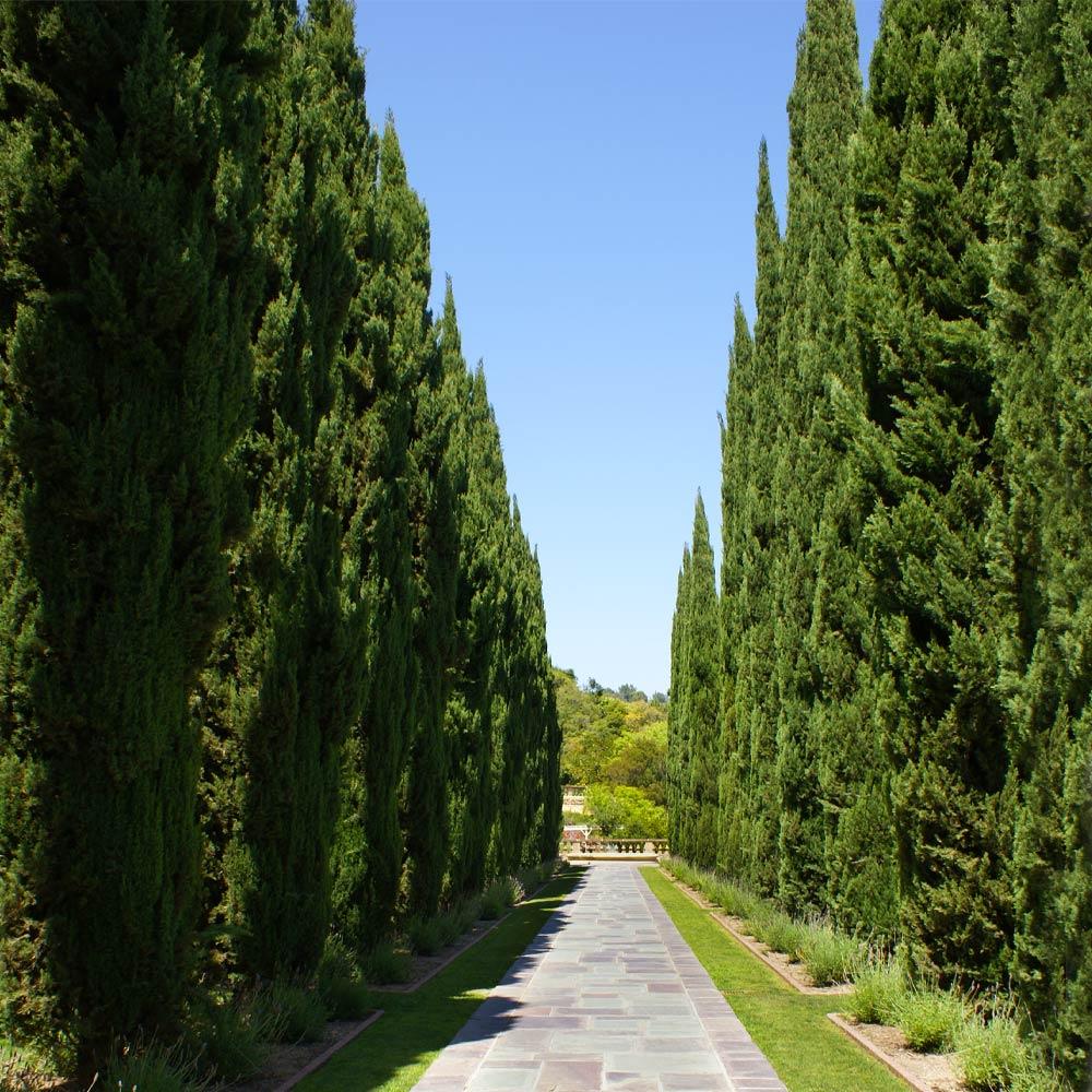 Italian Cypress