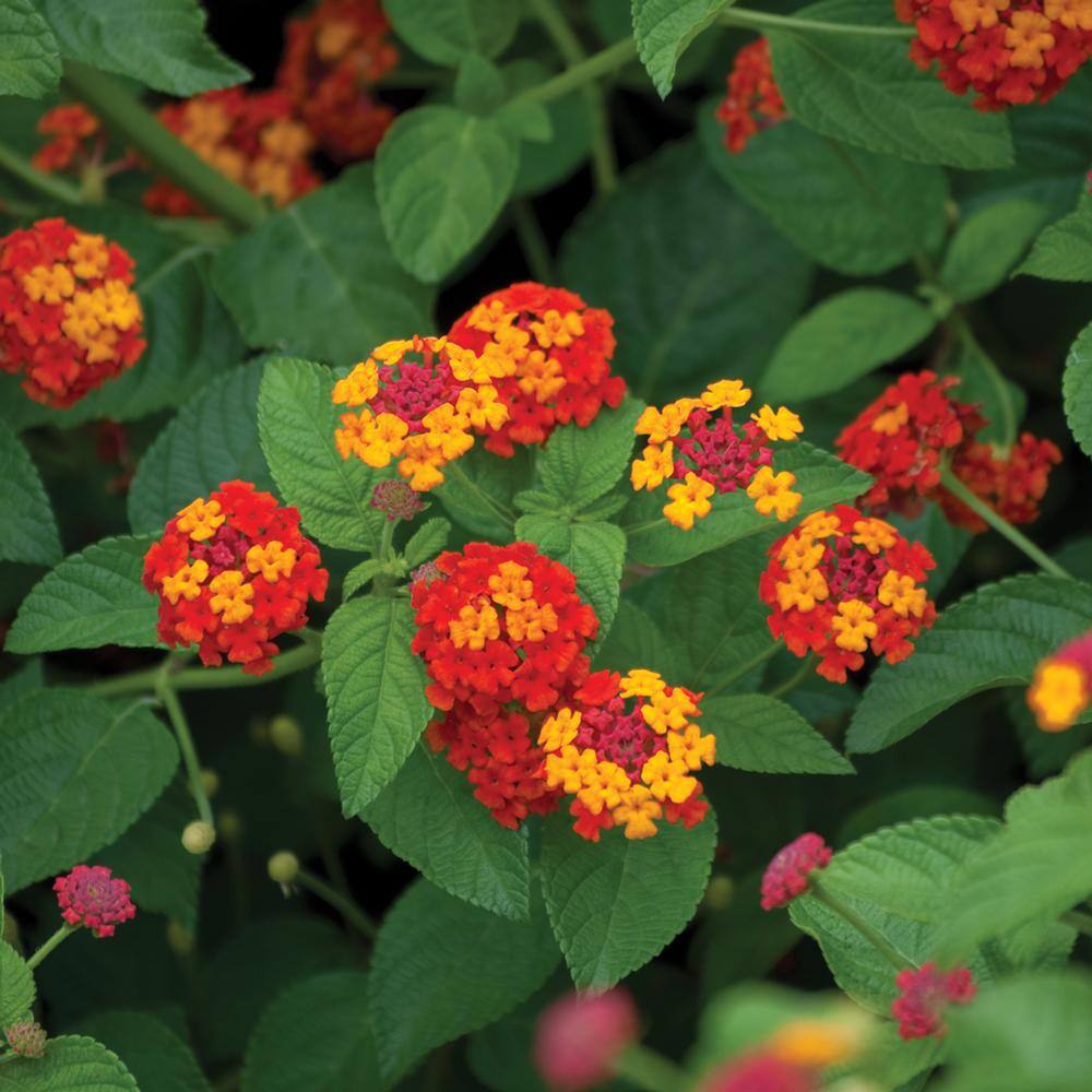 Vigoro 1 Gal. Orange Lantana Plant 40832