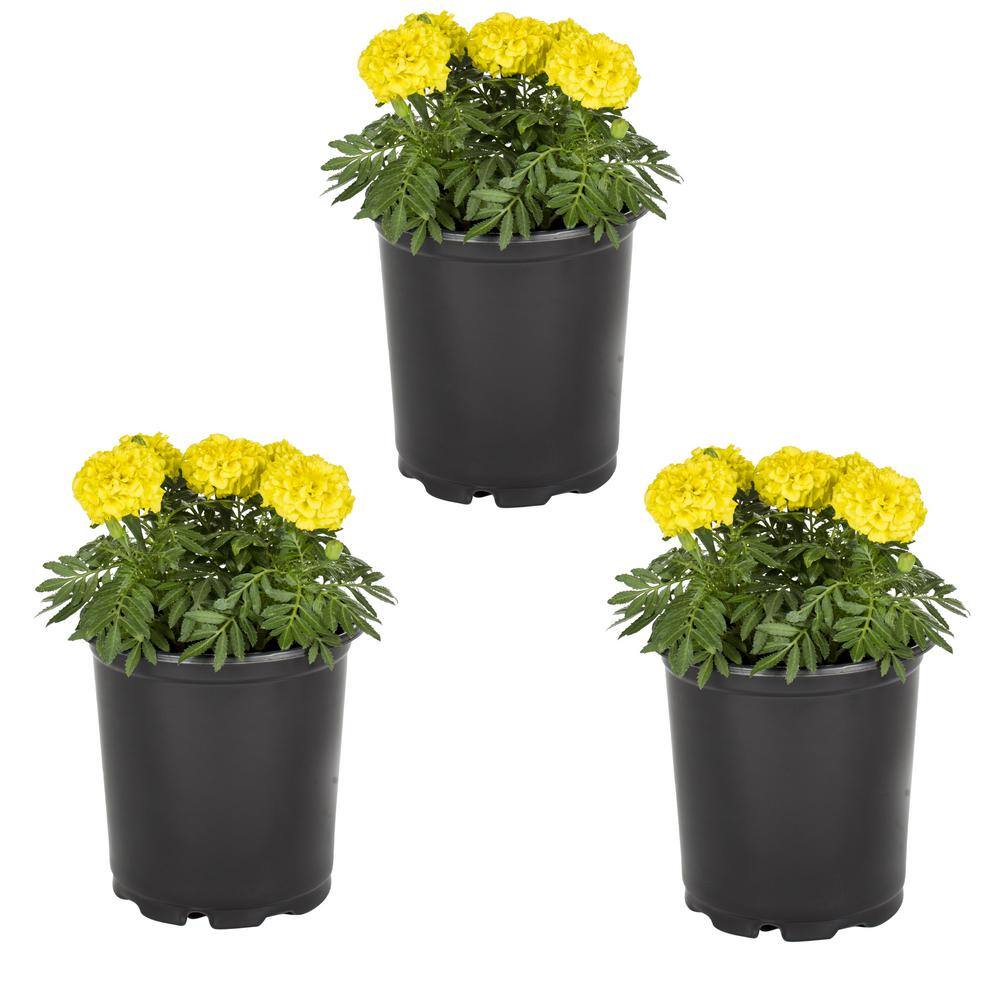 METROLINA GREENHOUSES 2 Qt. Yellow Marigold Annual Plant (3-Pack) 4970