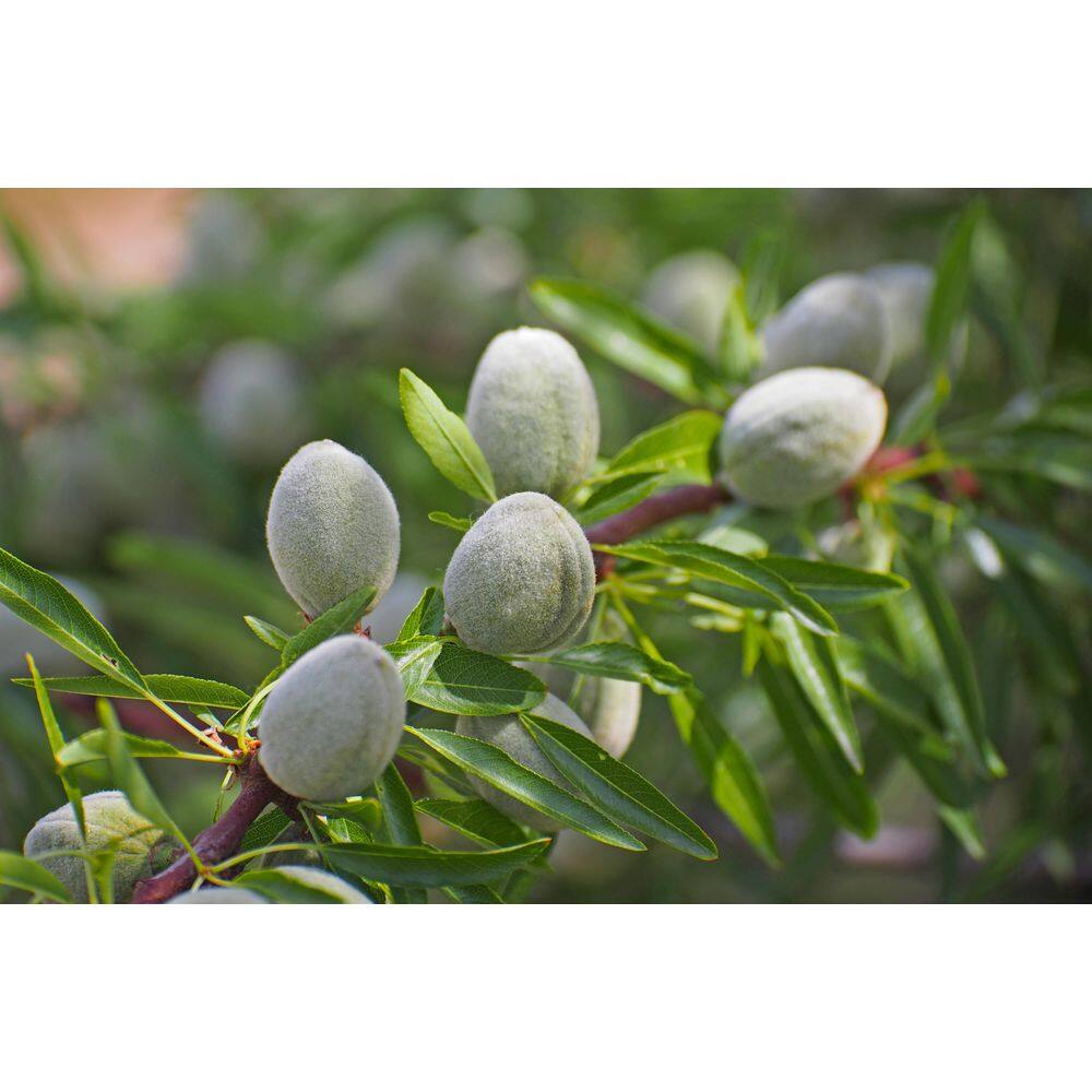 Online Orchards 3 ft. Halls Hardy Almond Bare Root Tree with Very Cold Hardy Fresh Almonds NTAL203