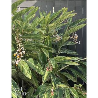 NATURE'S?WAY FARMS Ginger Variegated Live Outdoor Plant in Growers Pot Avg Shipping Height 2 ft. to 3 ft. Tall 4000