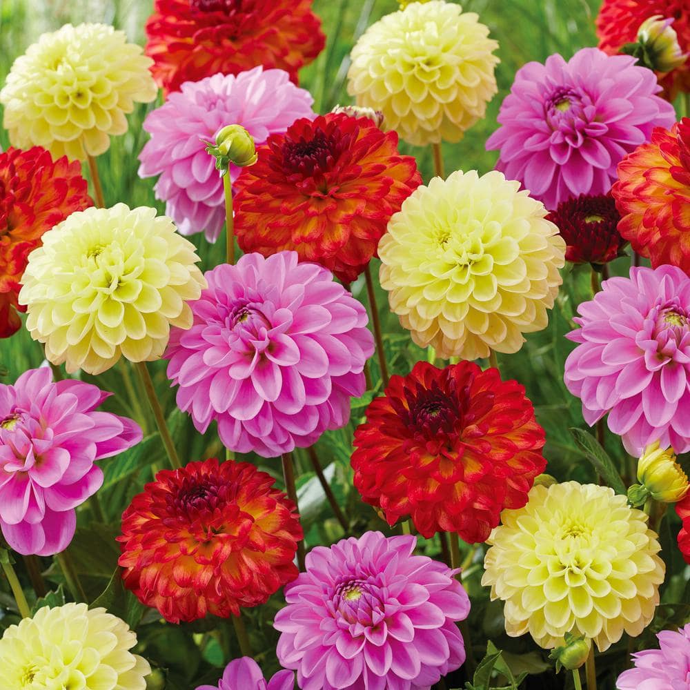 Garden State Bulb Dahlia Decorative Mixed Live Flower Tubers (Bag of 4) ECS-07-04-01