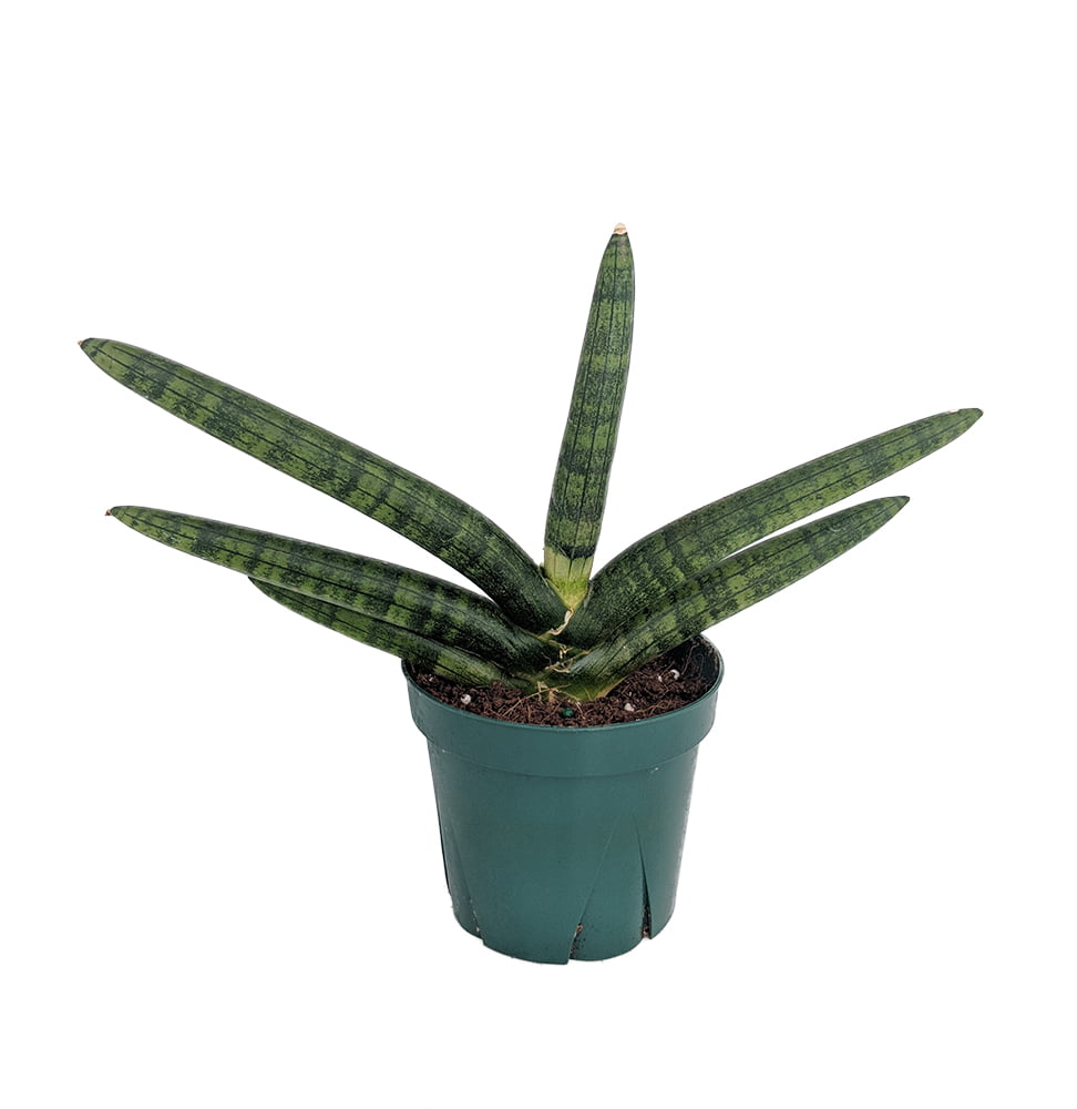 Rare Starfish Snake Plant - Sanseveria - Almost Impossible to Kill - 4