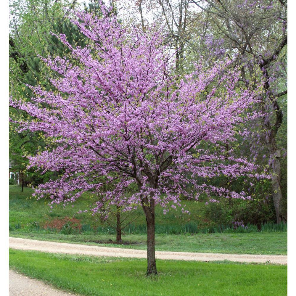 Online Orchards Eastern Redbud Tree Bare Root FLRB001