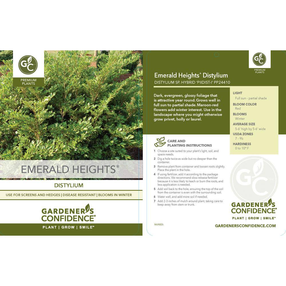 Vigoro 3 Gal. Emerald Heights Distylium Evergreen Shrub with Glossy Green Foliage and Upright Habit 10882