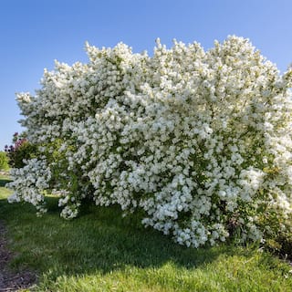 FIRST EDITIONS 2 Gal. Lotus Moon Pearlbush Shrub with White Flowers 18130