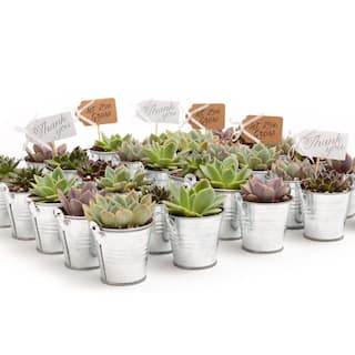 The Succulent Source 2 in. Wedding Event Rosette Succulents Plant with Tin Metal Pails and Thank You Tags (80-Pack) 2-R-T-TY-80