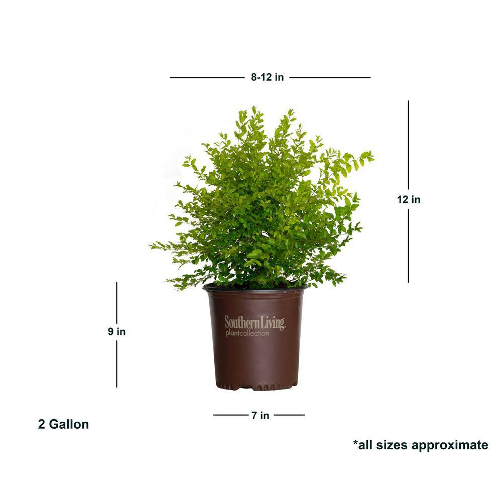 SOUTHERN LIVING 2 Gal. Sunshine Ligustrum Evergreen Shrub Bright Golden-Yellow Foliage 39532