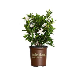 SOUTHERN LIVING 2.5 Qt. Jubilation Gardenia Live Evergreen Shrub White Fragrant Blooms 2096Q