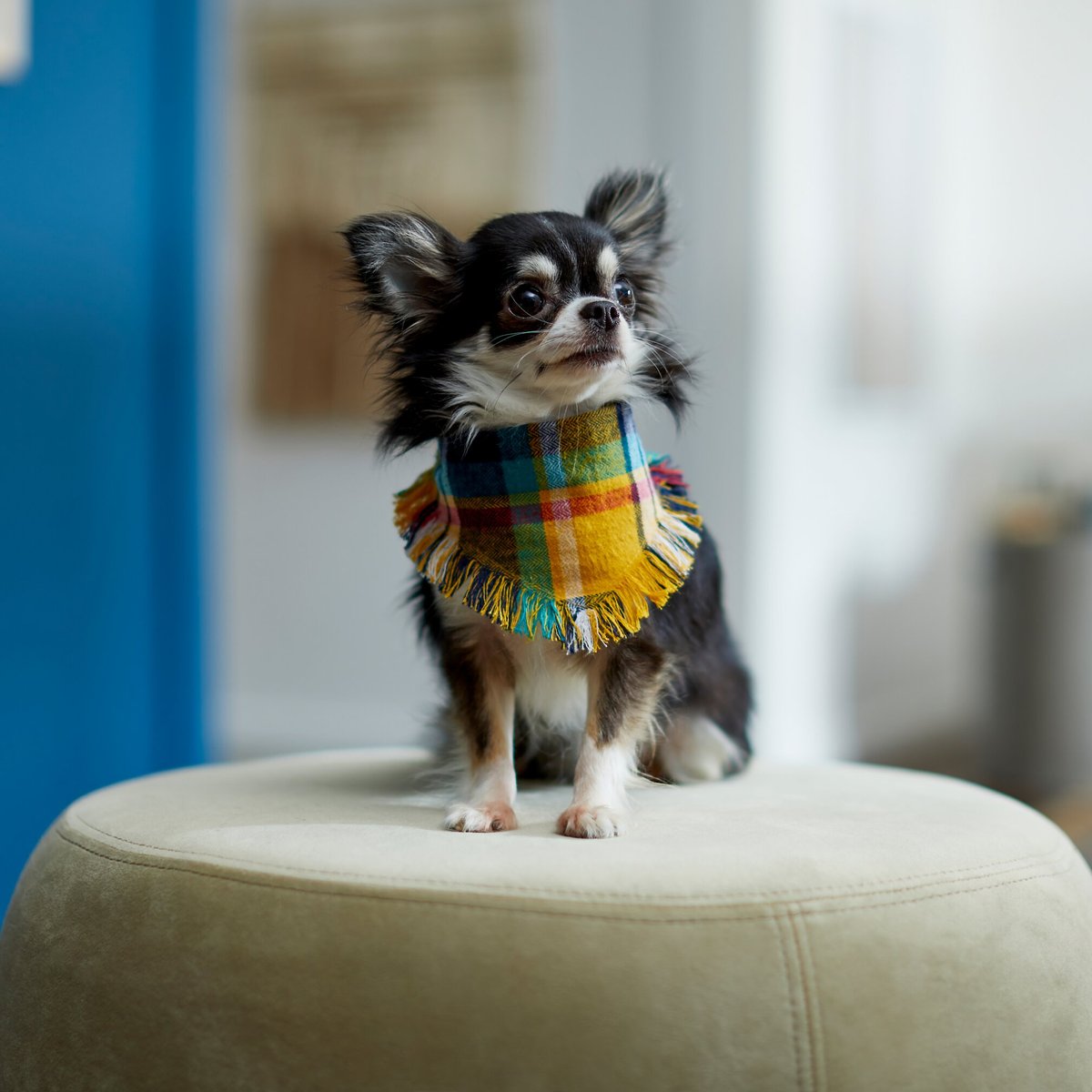 Frisco Blue/Yellow Plaid Dog and Cat Flannel Bandana