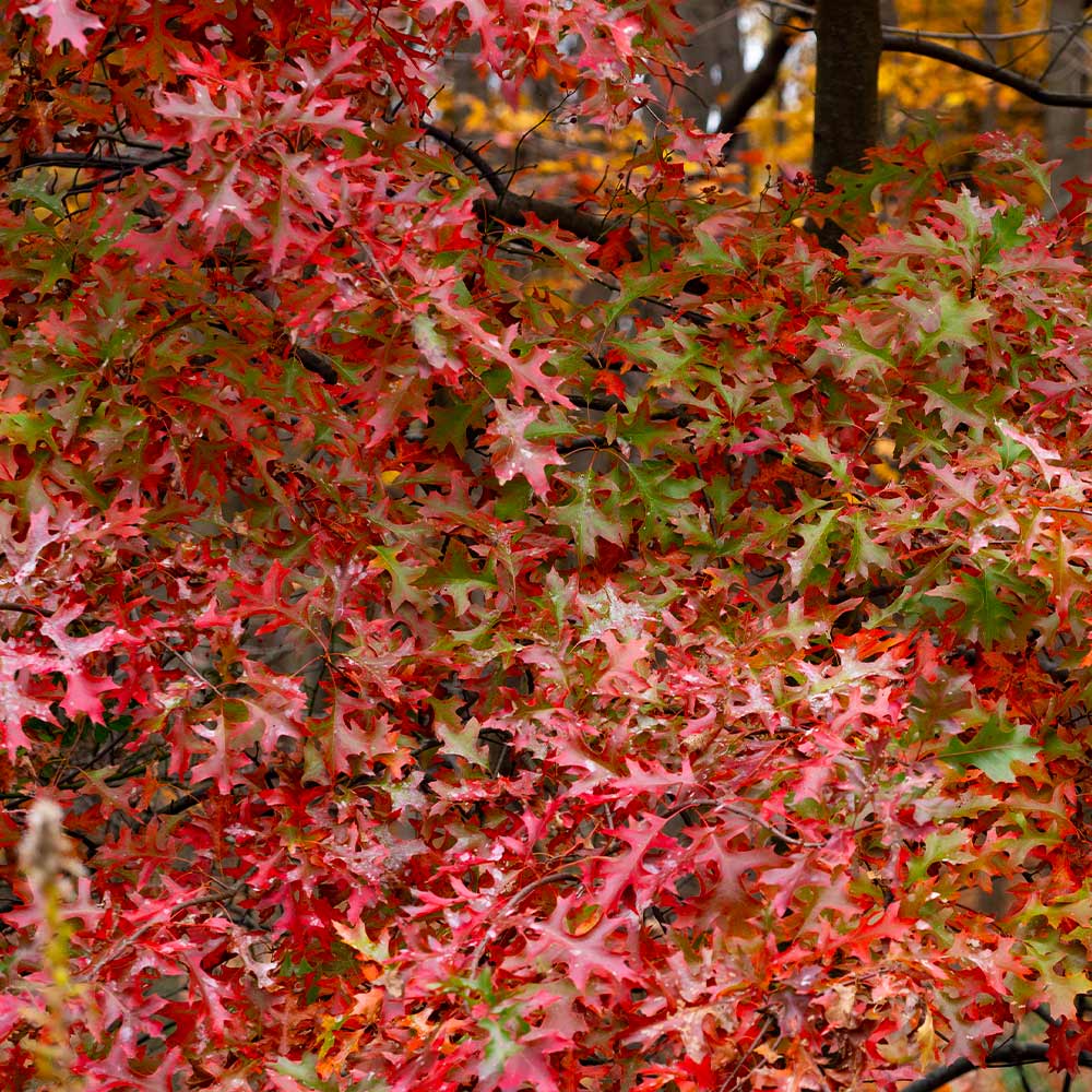 Southern Red Oak Tree