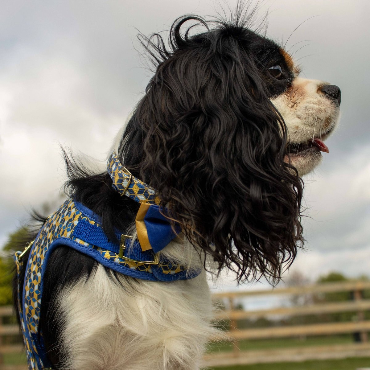 Accent Fashion Metallic Adjustable Dog Collar