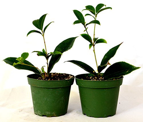 9GreenBox - Sweet Olive Tree Osmanthus - 2 Pack of 4