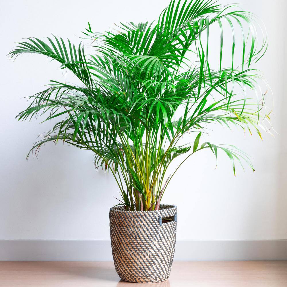 national PLANT NETWORK 2.5 Qt. Majesty Palm Ravenea Plant in Grower Pot HD7218