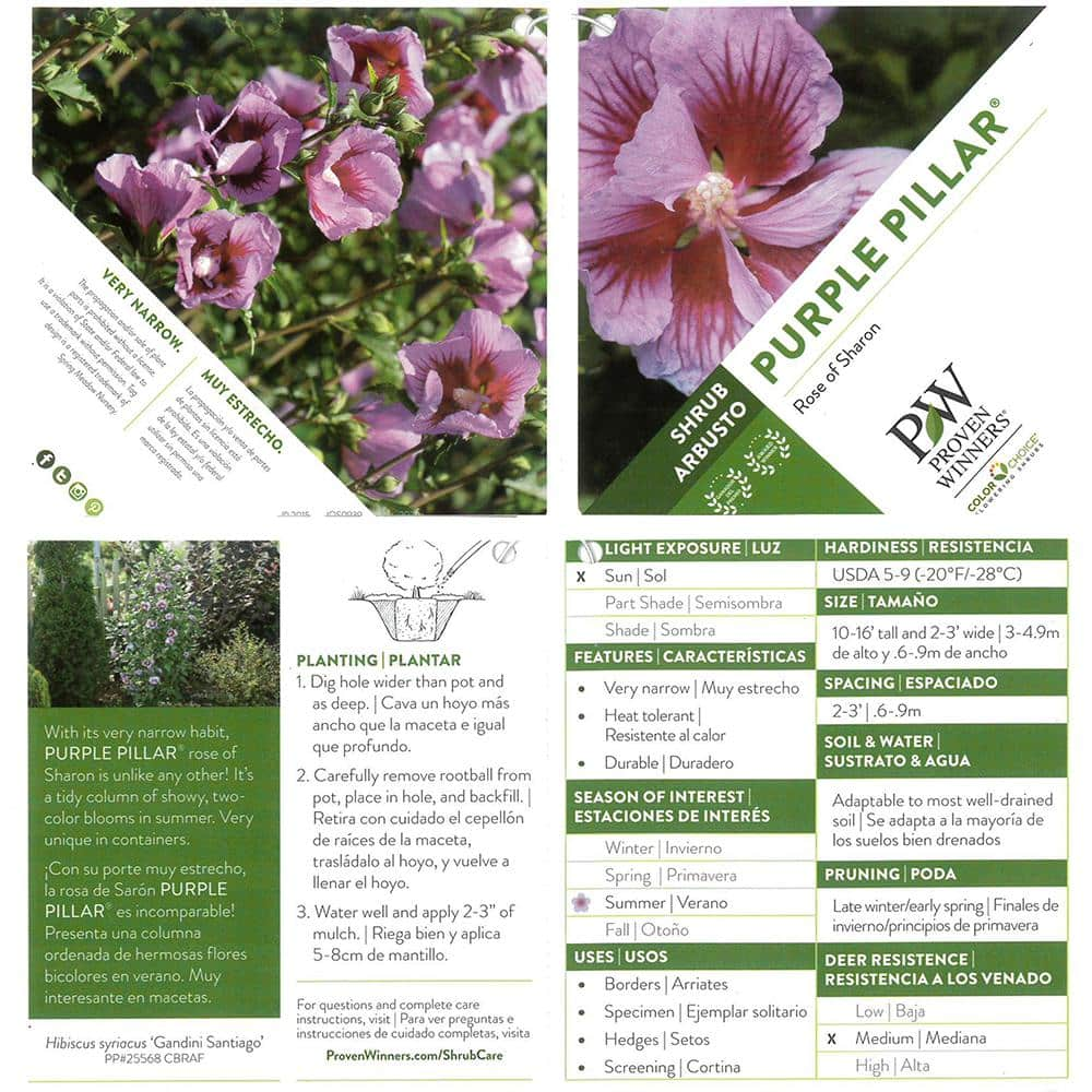 PROVEN WINNERS 5 Gal. Purple Pillar Rose of Sharon (Hibiscus) Shrub with Purple Flowers 13911