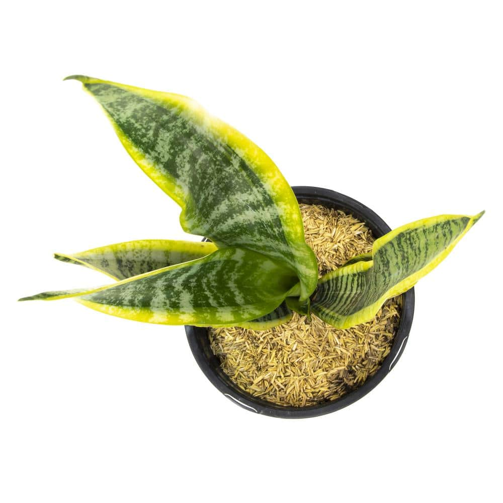 SMART PLANET 4 in. Sansevieria Laurentii 0880027