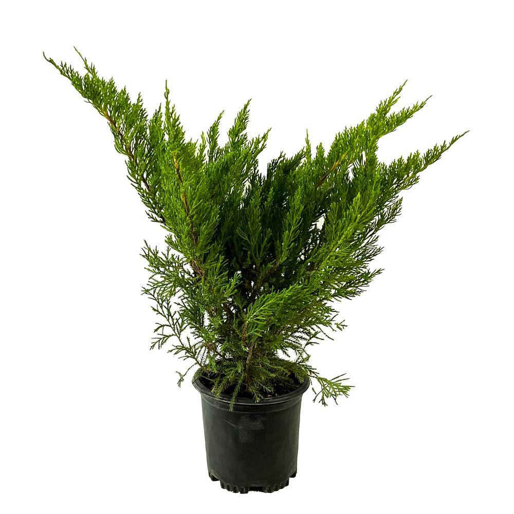 2.5 Qt. Sea Green Juniper Live Shrub with Bright Green Foliage O488001