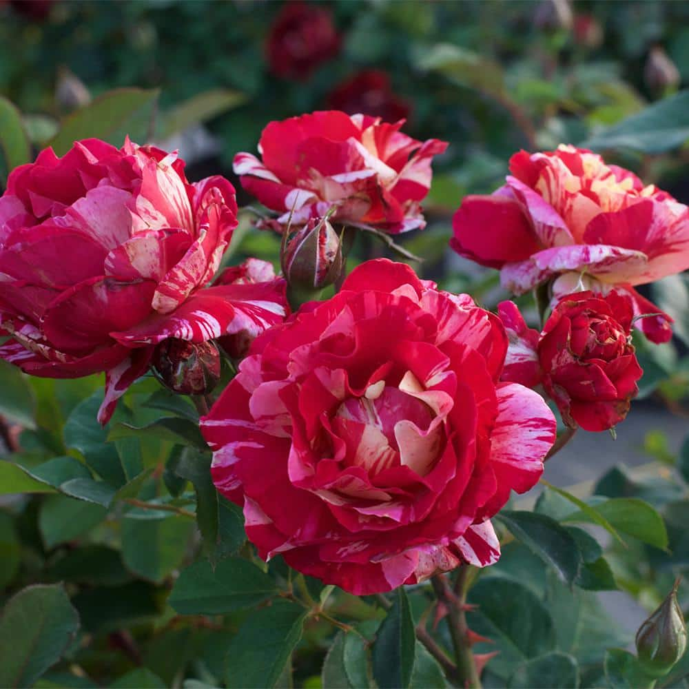 PAINTERS COLLECTION 2 Gal. Maurice Utrillo Rose Plant with Cream Yellow and Red Blooms 17435