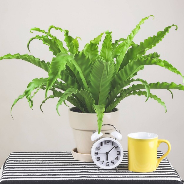 Victoria Birds Nest Fern - National Plant Network