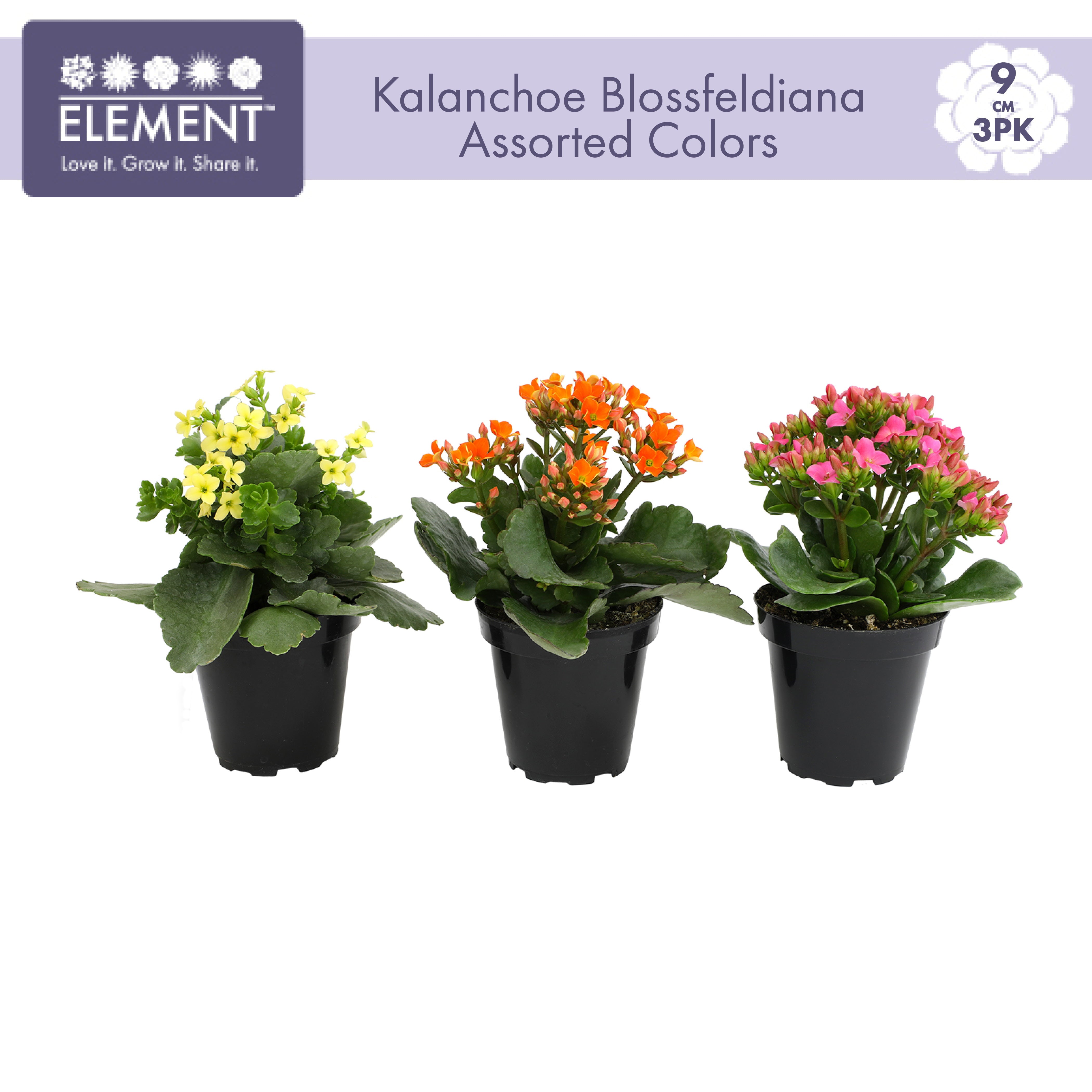 Element by Altman Plants 3.5IN Asst Kalanchoe (3 Pack)