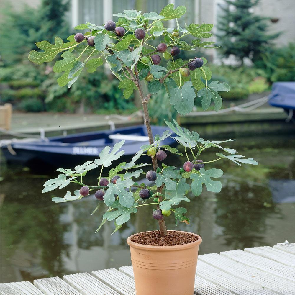 Fig Tree - Live Fruit Tree in a 3 Gallon Pot - Ficus Carica 'Black Mission - Tropical Edible Fruit Bearing Tree