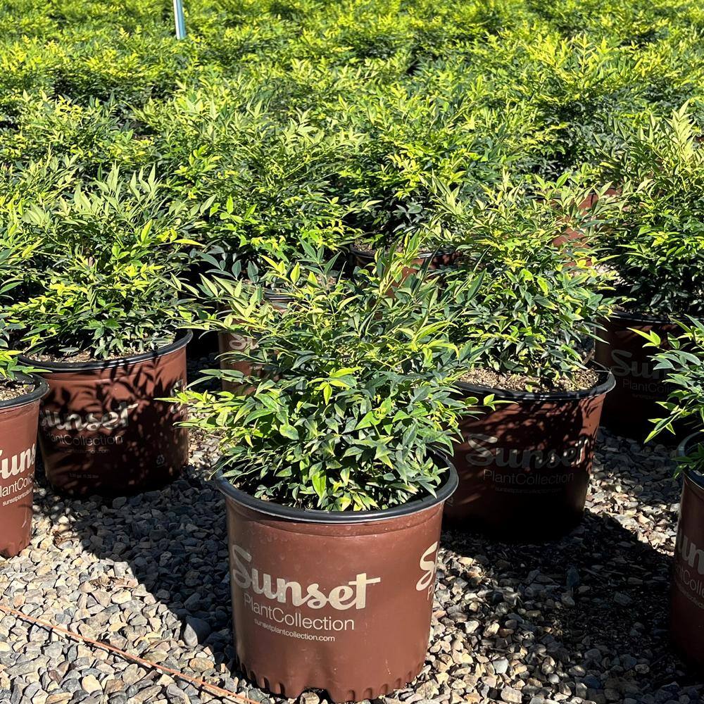 Alder  Oak #3 Container 'Lemon Lime' Heavenly Bamboo NALL03