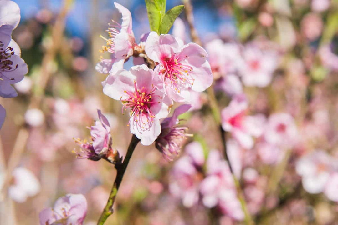 4-5ft. Flordaking Peach Tree - Heavy Producer of Fruit - Medium Chill Hours Required