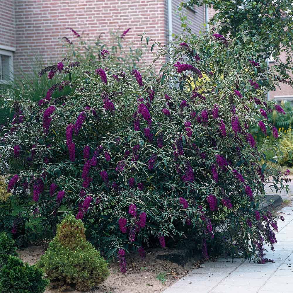 Black Knight Butterfly Bush